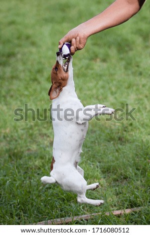 Fox  Terrier dog does not want to release the ball.