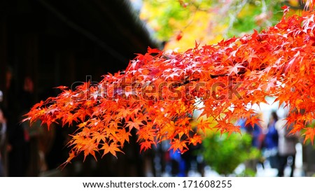 Red Maple leaf in Kyoto