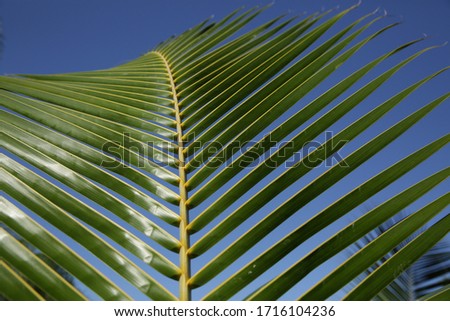 palm leaf background on the blue sky. Pattern, background, texture, banner. With copy space.