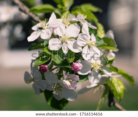 Bunch of Apple Blossoms with Blurred Background