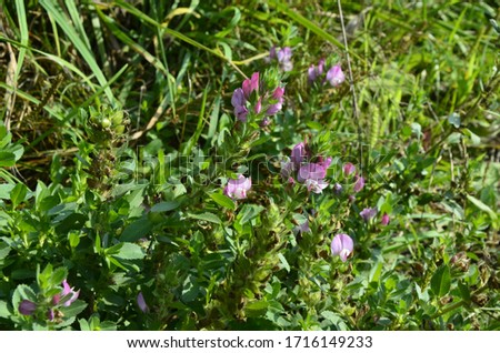 Ononis arvensis blooms in the meadow. Field Restharrow, Ononis arvensis in garden. Bee on Flower of ononis arvensis. Cultivation of medicinal plants in the garden