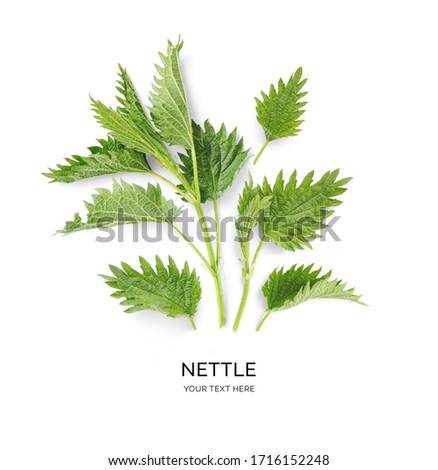 Creative layout made of nettle on the white background. Flat lay. Macro  concept. Royalty-Free Stock Photo #1716152248