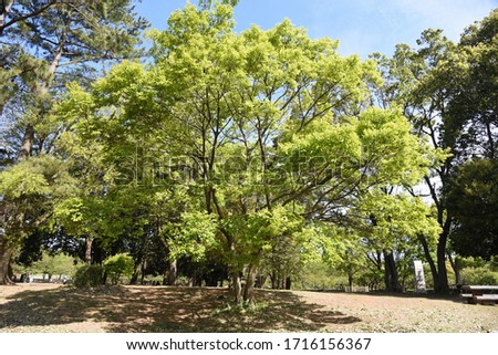 Chinese hackberry (Celtis sinensis) trunk and leavea / Cannabaceae decidupus tall tree Royalty-Free Stock Photo #1716156367