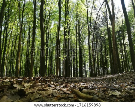 beech forest on the way to the dörnschlade in the common 57482 Wenden in germany