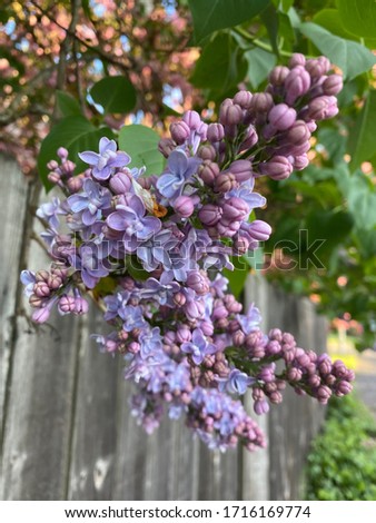 Close up, lilac flowers blooming, early spring blossom, Portland Oregon