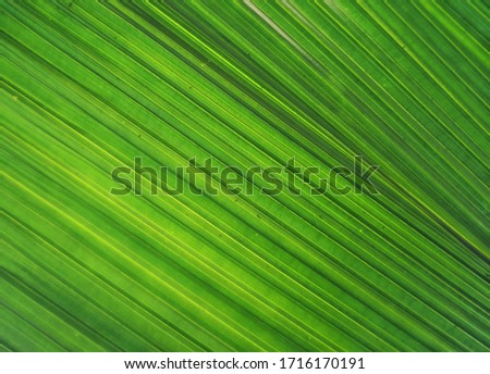 Palm leaf pattern background.Natural green background