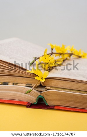 small yellow blooming forsythia flowers on open old books with battered leaves. Vertically