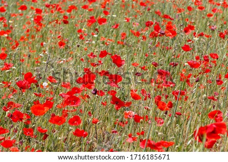 Field With Poppy Flowers Close Up