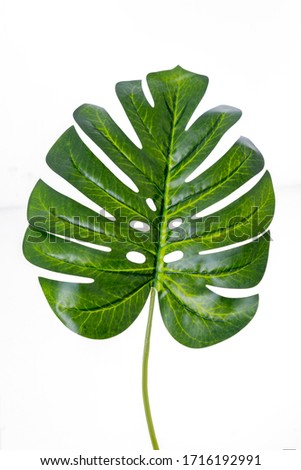 A green leaf, Monstera leaves With Isolate On White background, Minimal work space, Concept Flat lay and top view