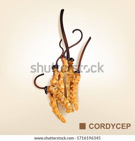 Cordyceps Chinese Herbs Vector Background.