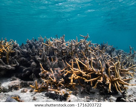Orange and dead coral in a beautiful lagoon