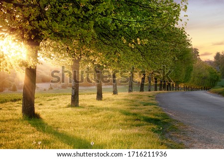 Beautiful line of trees alone a rural road at sunset. Natural landscape quiet English road scene in Norfolk UK