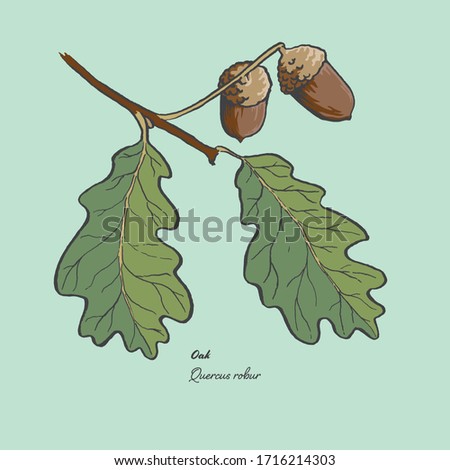 Vector illustration of the leaf and acorns of a Quercus Robur, commonly known as an Oak Royalty-Free Stock Photo #1716214303