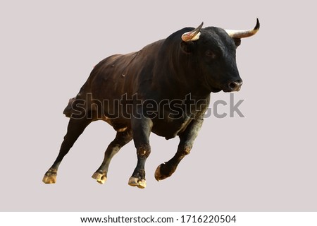 Spanish bull with big horns Royalty-Free Stock Photo #1716220504