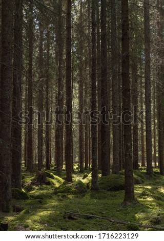 Pine forest landscape in spring