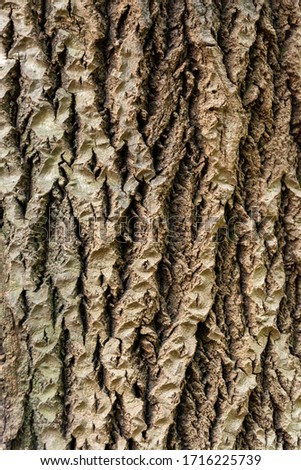 The bark of an old tree. Closeup, texture of a tree bark.