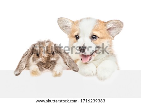Corgi puppy and rabbit looks above empty white banner. isolated on white background