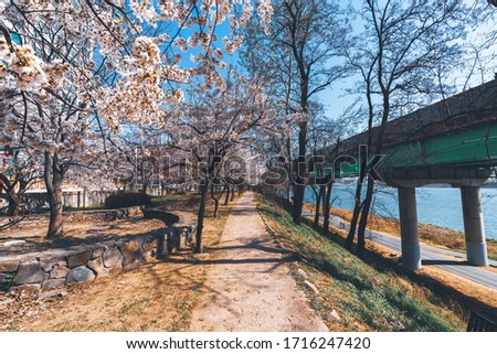 The beautiful cherry blossoms of nature came to Korea in spring.