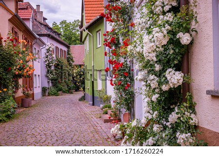 Climbing rose flowers near old houses in the narrow medieval lane, Germany. Beautiful roses bloom in vintage German street  Royalty-Free Stock Photo #1716260224
