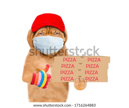 Pizza delivery dog wearing medical protective mask and red cap holds pizza boxes and shows thumbs up gesture. isolated on white background