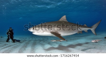 Tiger Shark interacting with Scuba Diver Royalty-Free Stock Photo #1716267454