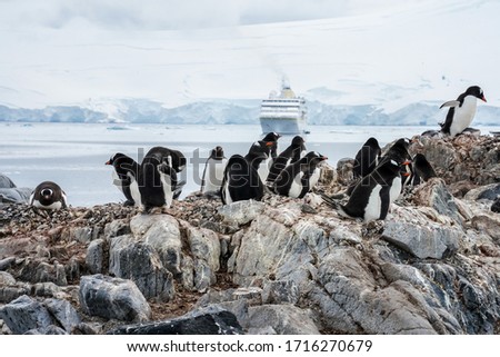 Group of Gentoo penguins with a ship in background