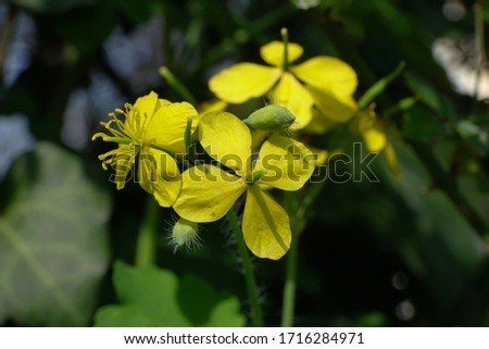 Close-up of spring inflorescences of the celandine Chelidonium majus with yellow flowers growing in a meadow in the foothills of the North Caucasus                               