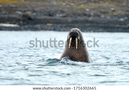 Walruss in nature environment swimming around