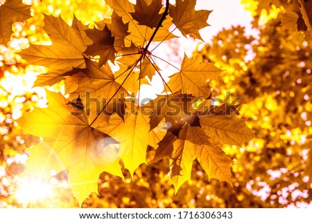 beautiful golden maple leafs in fall with sunlight