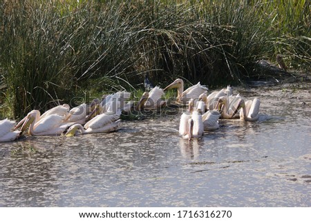 Pelicans in a lake somewhere in africa
