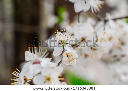 Apricot branch with blooming white flowers, leaves and buds under the rays of the spring warm sun and blue sky