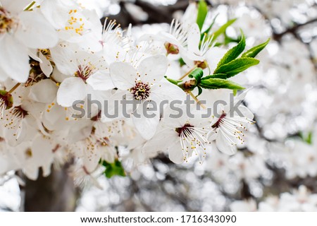 Apricot branch with blooming white flowers, leaves and buds under the rays of the spring warm sun and blue sky