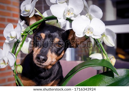 Funny playing small pinscher dog looking through orchid flowers outside in the garden.