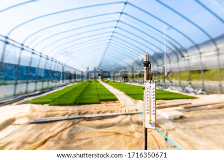 Rice seedlings and thermometer raised in a greenhouse Royalty-Free Stock Photo #1716350671