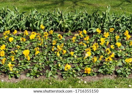 Multicolored flower beds of pansies and other flowers in the city park.
