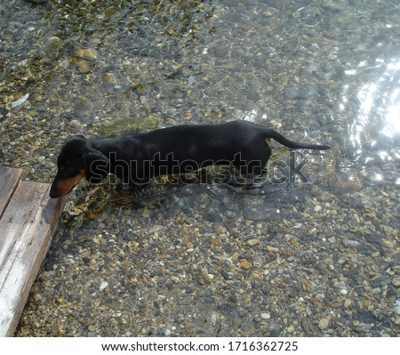 A black-and-brown Dachshund stands at the wooden steps in clear water. at the bottom are visible pebbles