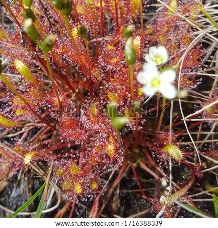 picture of a sundew plant in the August forest 