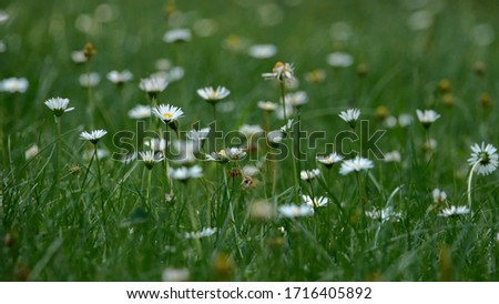  A lot of wild daisies in the meadow.                               