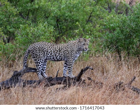 Leopard looking for prey while standing on a fallen tree, South Africa
