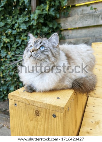 Cream point Ragdoll cat with blue on a wooden bench.