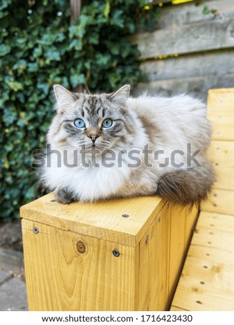 Cream point Ragdoll cat with blue on a wooden bench.