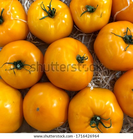 Macro photo vegetable yellow tomatoes. Stock photo Fruit vegetables tomato lies in rows. Illustration Background vegetable of yellow  tomatoes 