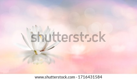 Lotus floating on water and soft blur bokeh reflection on panorama pastel dream color background, White lily water flower on water, White lotus flower refers to purity of mind and spirit in Buddhism

