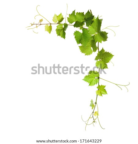 Collage of vine leaves on white background Royalty-Free Stock Photo #171643229