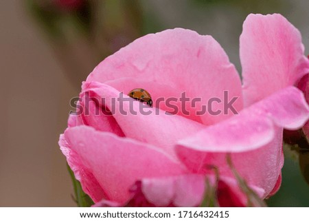 Little orange ladybug walking through the pink petals of a rose after the rain