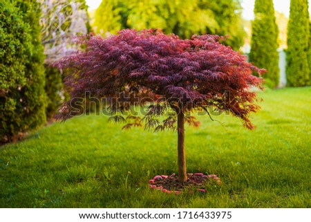 Red foliage of the weeping Laceleaf Japanese Maple tree (Acer palmatum) in garden Royalty-Free Stock Photo #1716433975