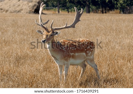 Portrait of a fallow deer in a meadow in brown tones on a late summer afternoon.