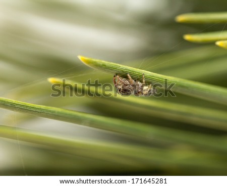 Small jumping spider on pine branch