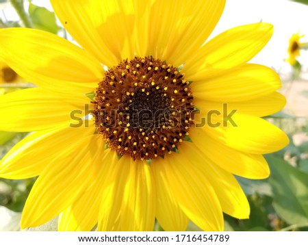 Beautiful Sunflower in day light