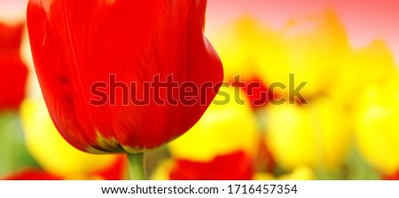 Colorful spring flowers abstract nature picture in red and yellow floral background banner                  